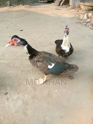Chinese Ducks for Sale