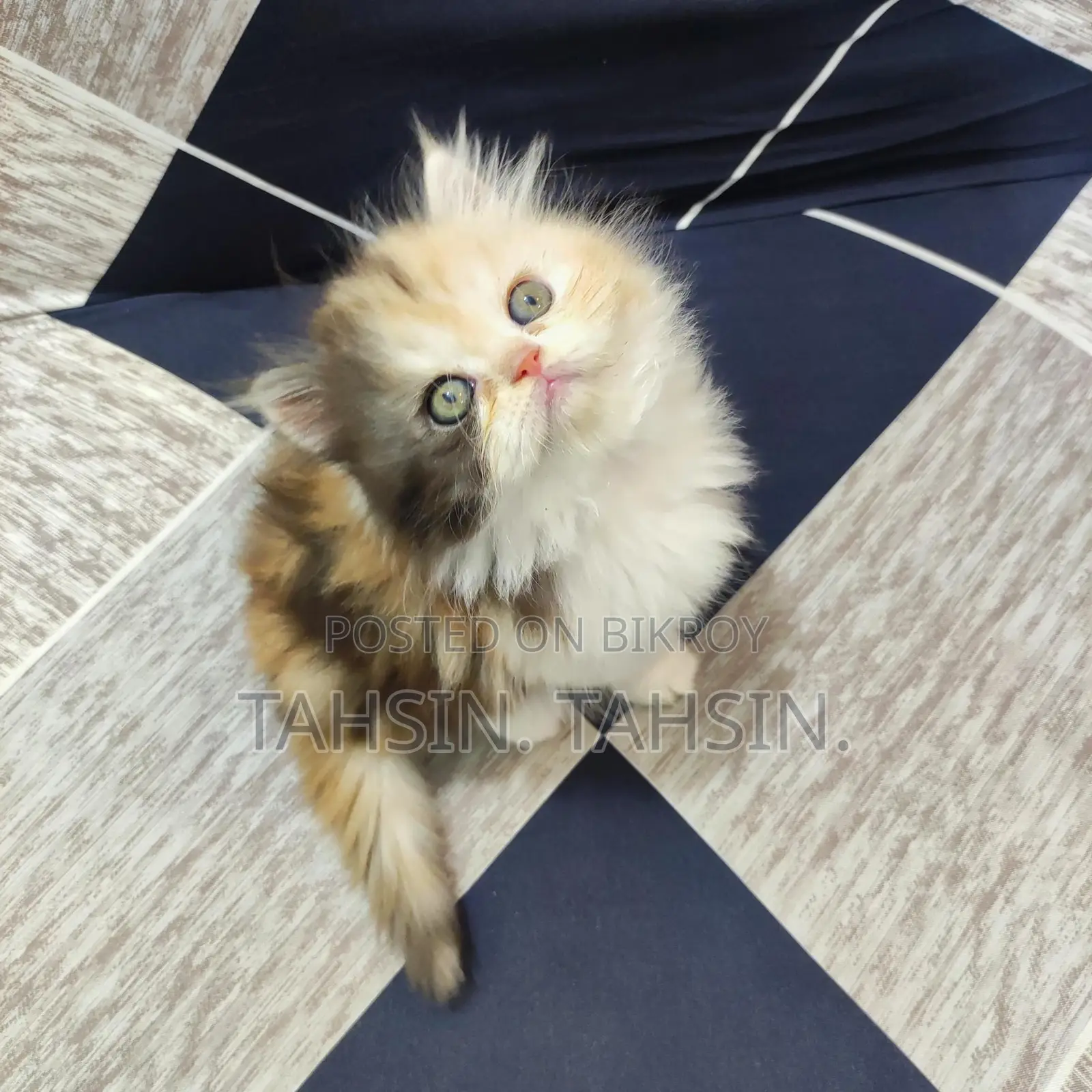 Persian Calico Female Kitten