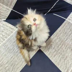 Persian Calico Female Kitten