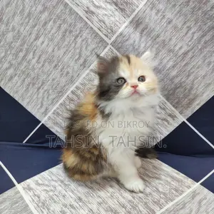 Persian Calico Female Kitten