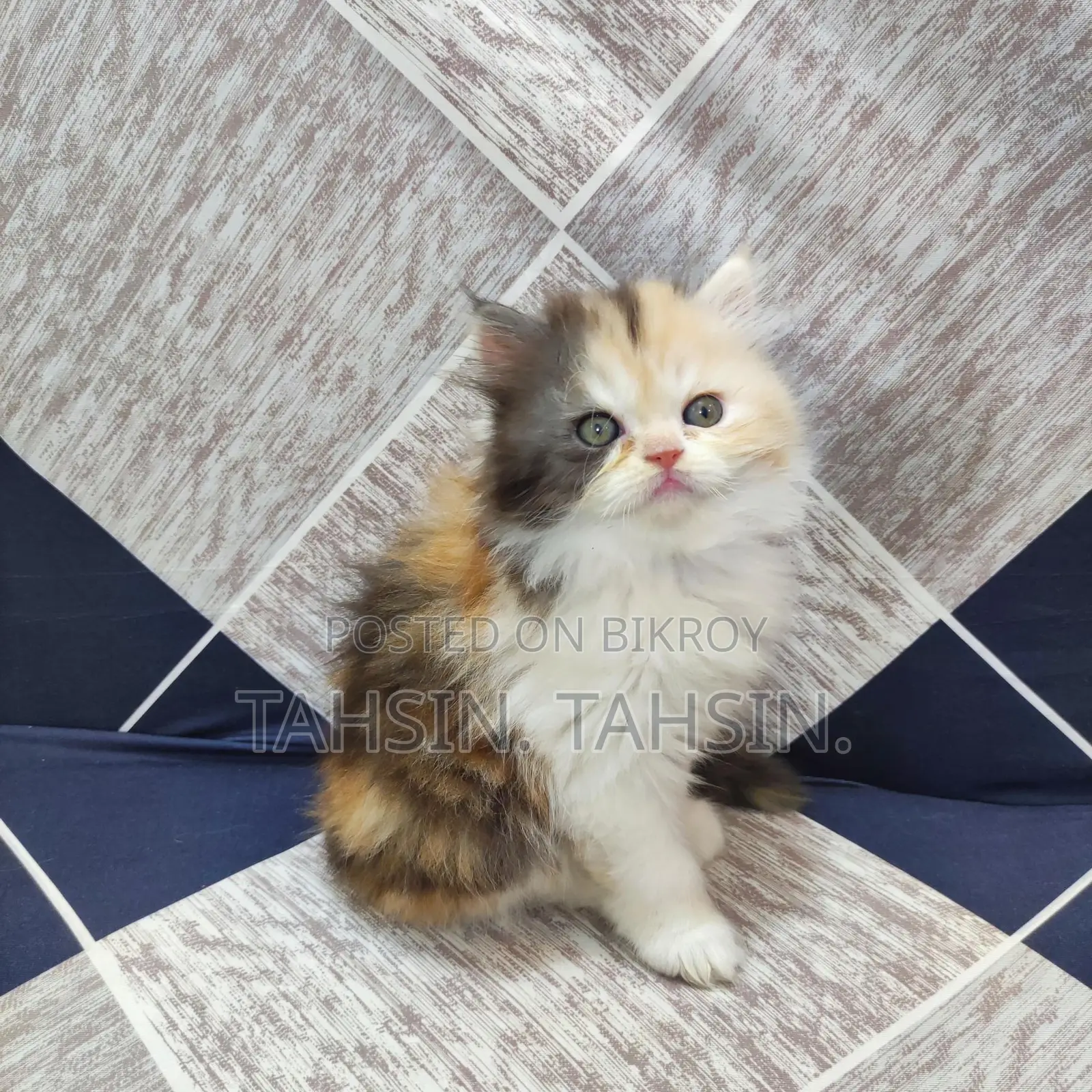 Persian Calico Female Kitten