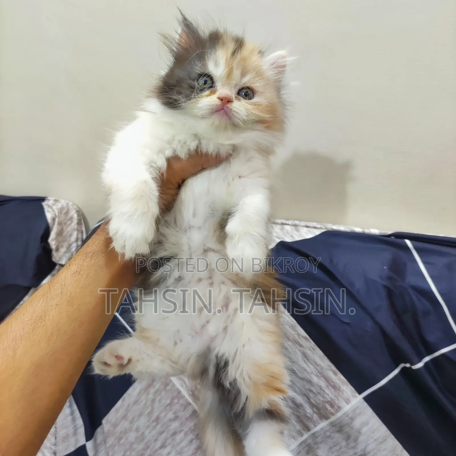 Persian Calico Female Kitten