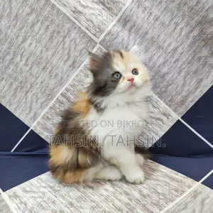 Persian Calico Female Kitten