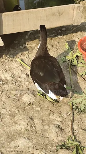Chinese Duck for Sale