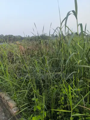 উন্নয়নশীল লোকেশন Land Sale