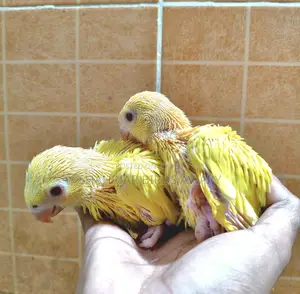 Lutino Ringneck Parrot Baby