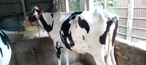 ১০৮৭নং গাভী ভালো জাতের ।
