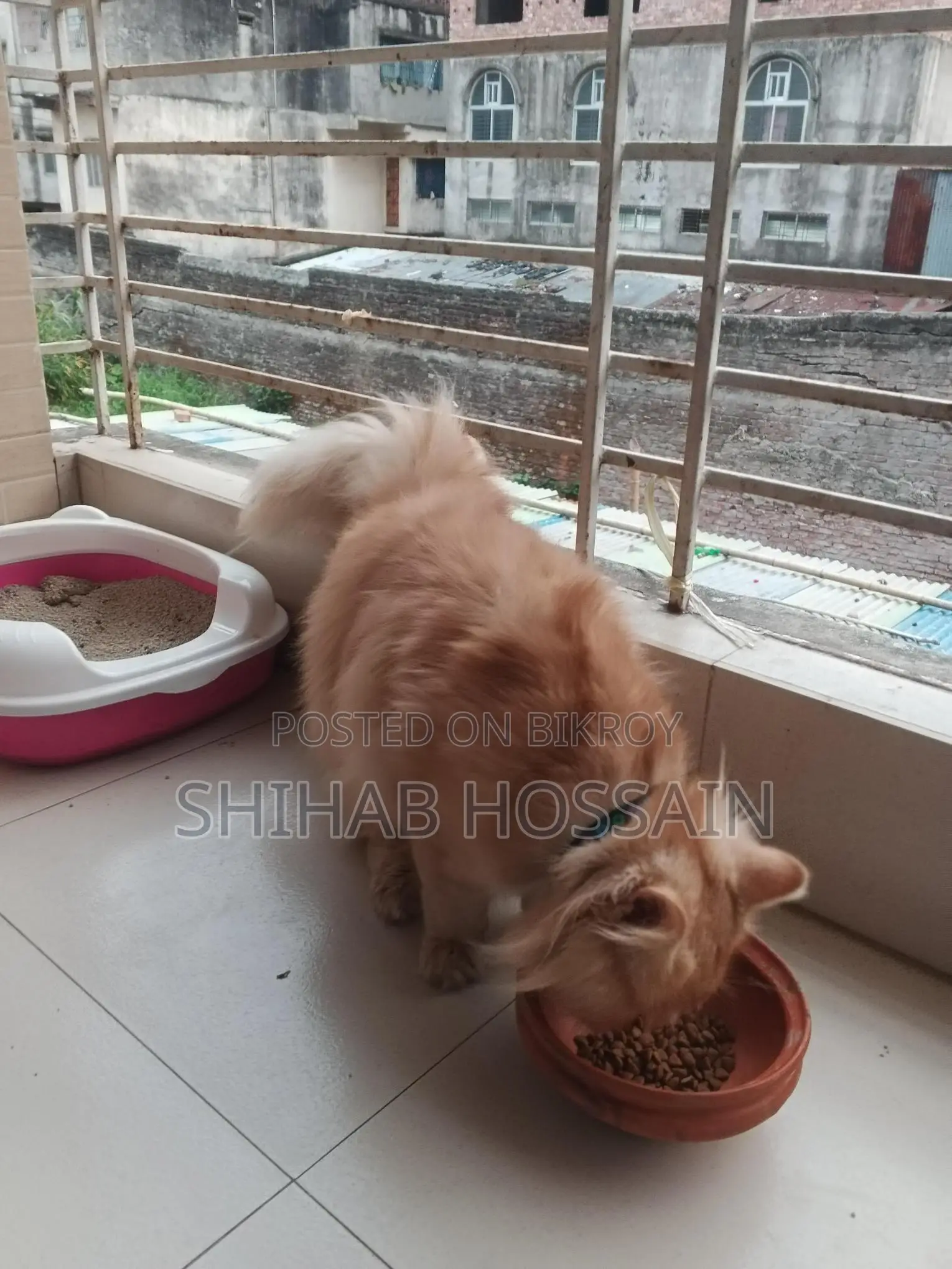 Persian Cat