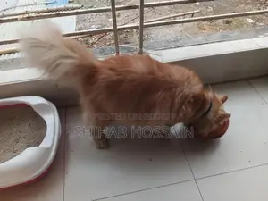 Persian Cat