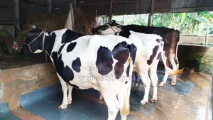 ১১০৯ নং ভালো জাতের ৩টি গাভী কিনুন পোষার জন্য ।