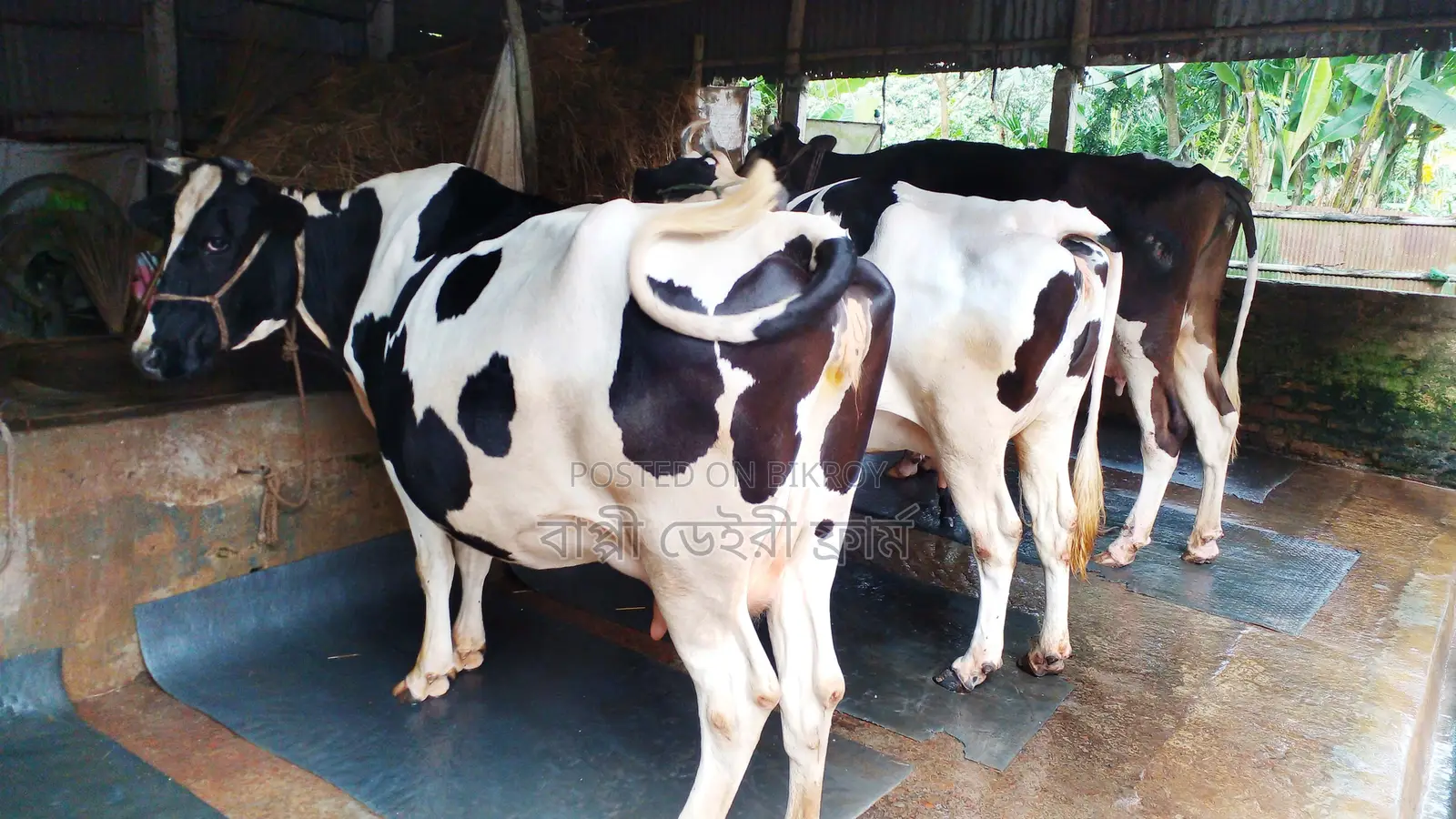 ১১০৯ নং ভালো জাতের ৩টি গাভী কিনুন পোষার জন্য ।