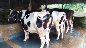 ১১০৯ নং ভালো জাতের ৩টি গাভী কিনুন পোষার জন্য ।