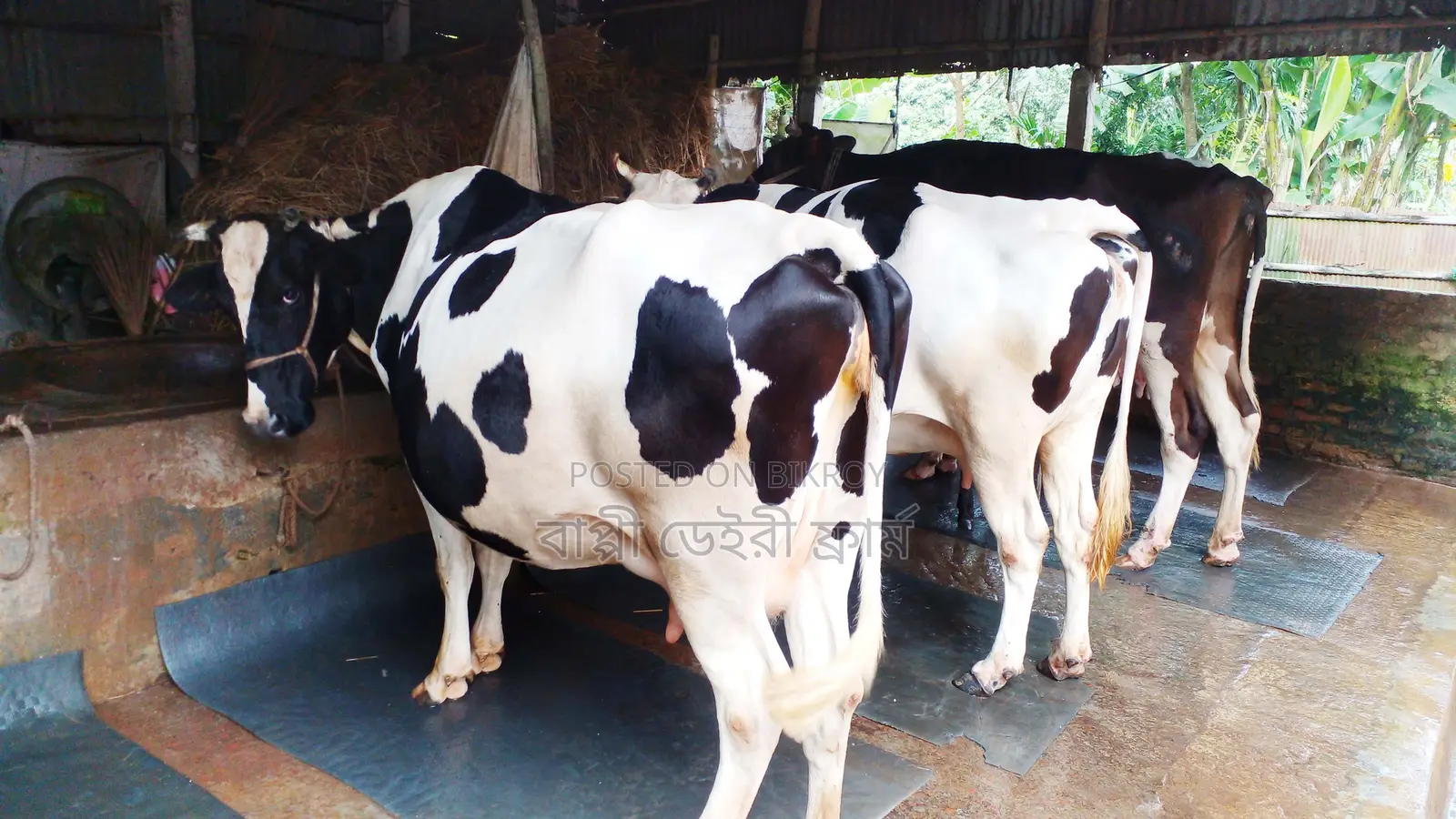 ১১০৯ নং ভালো জাতের ৩টি গাভী কিনুন পোষার জন্য ।