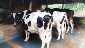 ১১০৯ নং ভালো জাতের ৩টি গাভী কিনুন পোষার জন্য ।
