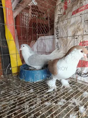 Lahori Pigeon