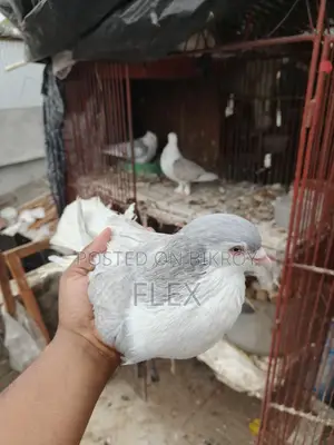 Lahori Pigeon