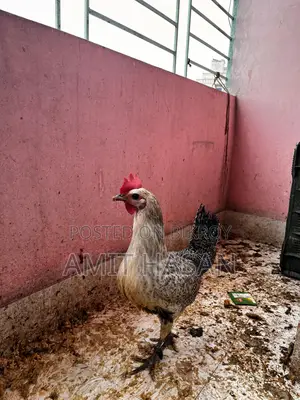 Chicken for sale
