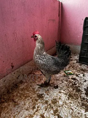Chicken for sale