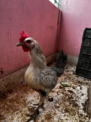 Chicken for sale