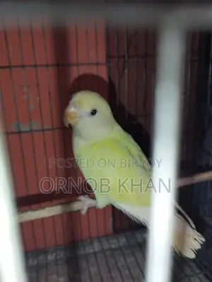 লাভ বার্ড সিঙ্গেল বেবি