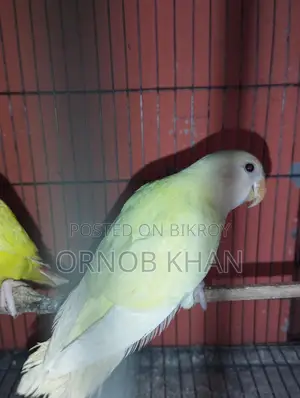 Love Bird Single Baby