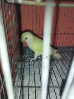 লাভ বার্ড সিঙ্গেল বেবি