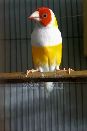 গোল্ডিয়ান ফিন্স