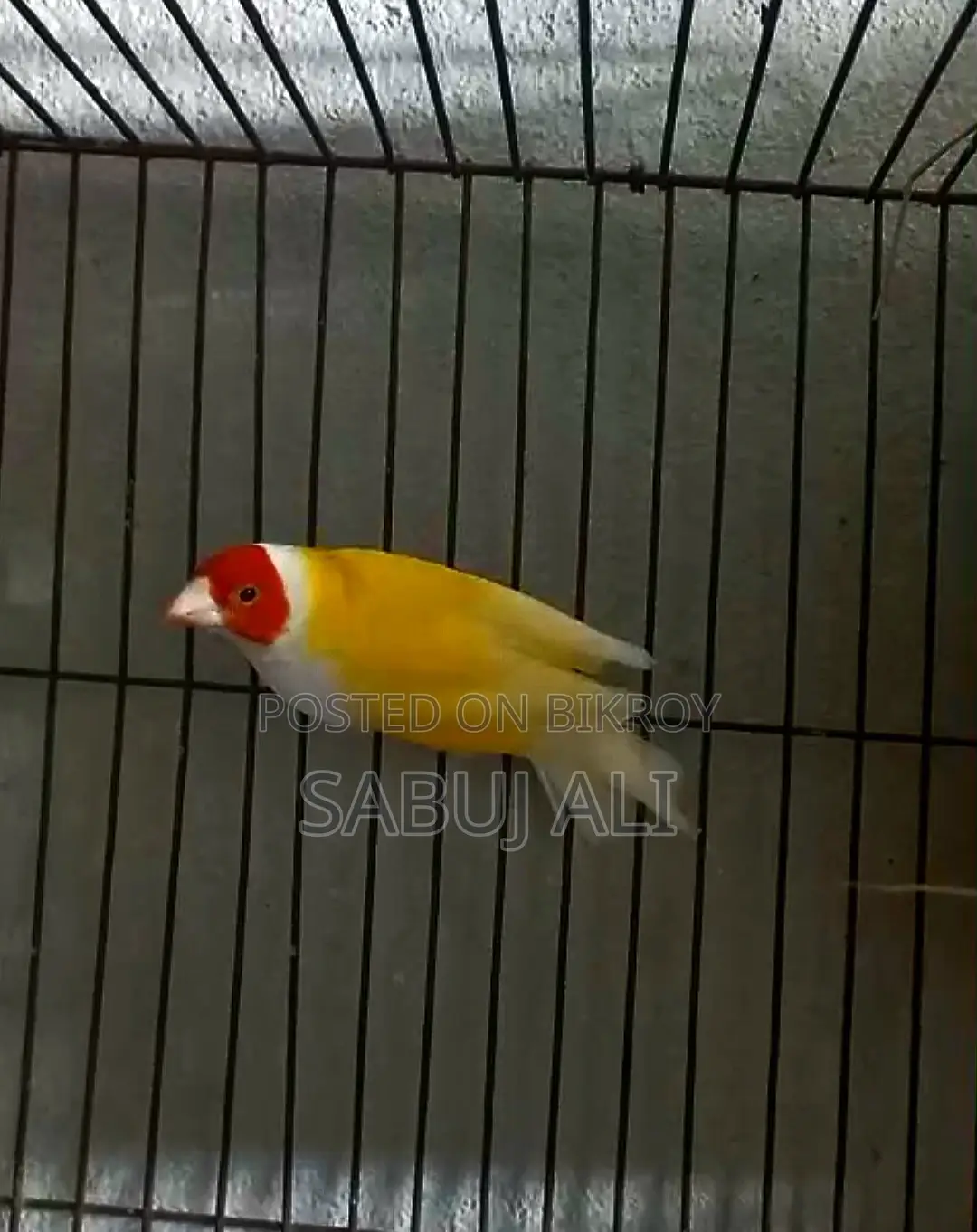 গোল্ডিয়ান ফিন্স