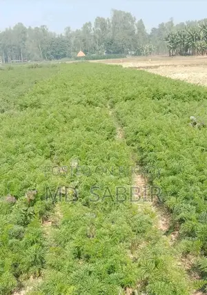 Empty Land, Suitable for Any Business Establishment
