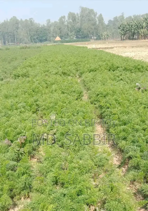 Empty Land, Suitable for Any Business Establishment
