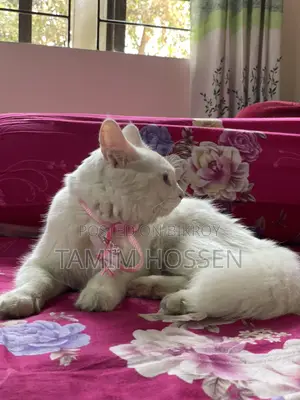 Persian Mixed Cat