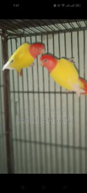 Love bird