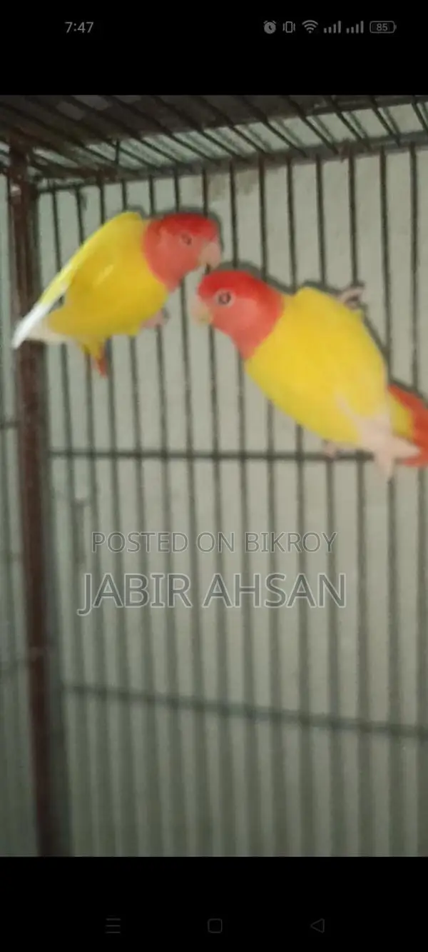 Love bird