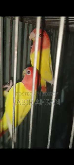 Love bird