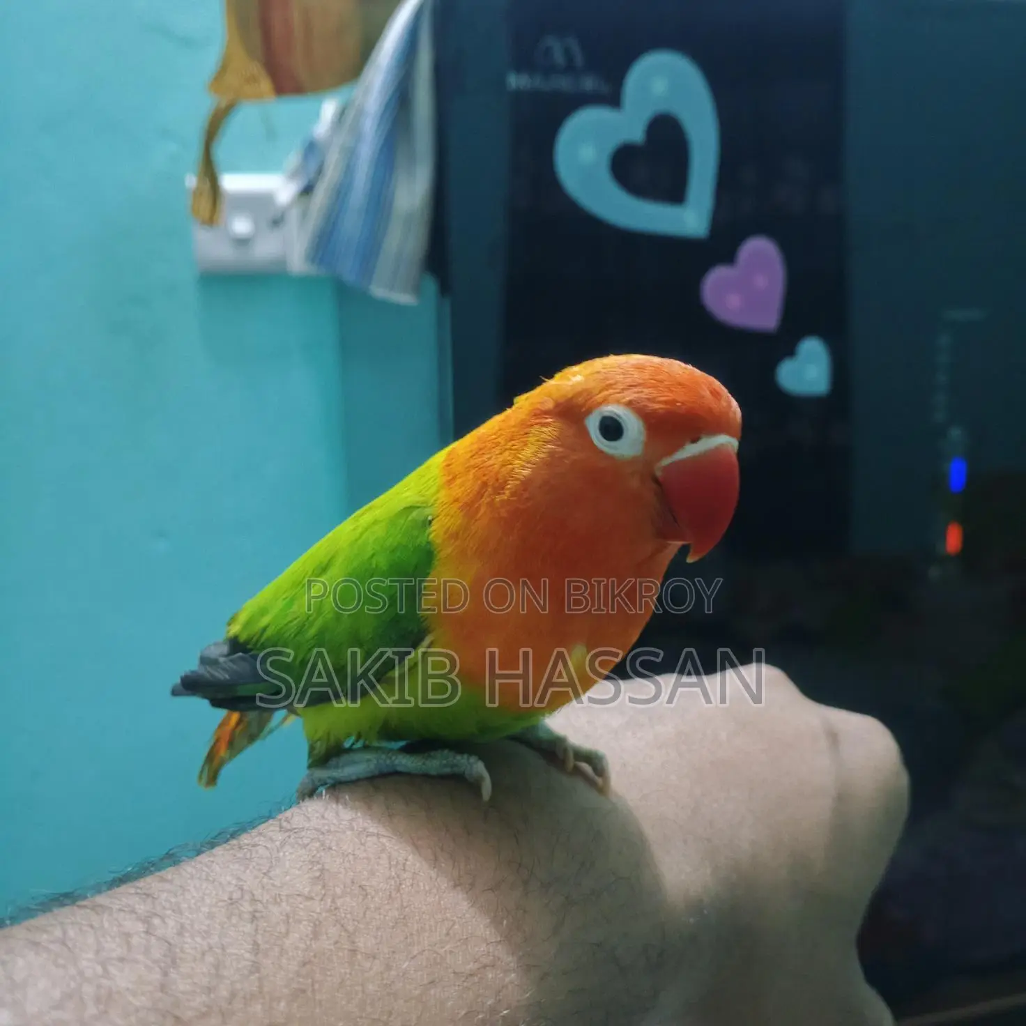 Love Bird Orange Pied (Rare Mutation) (Tame)