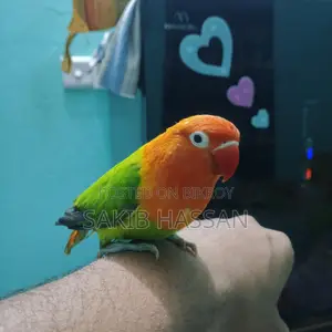 Love Bird Orange Pied (Rare Mutation) (Tame)