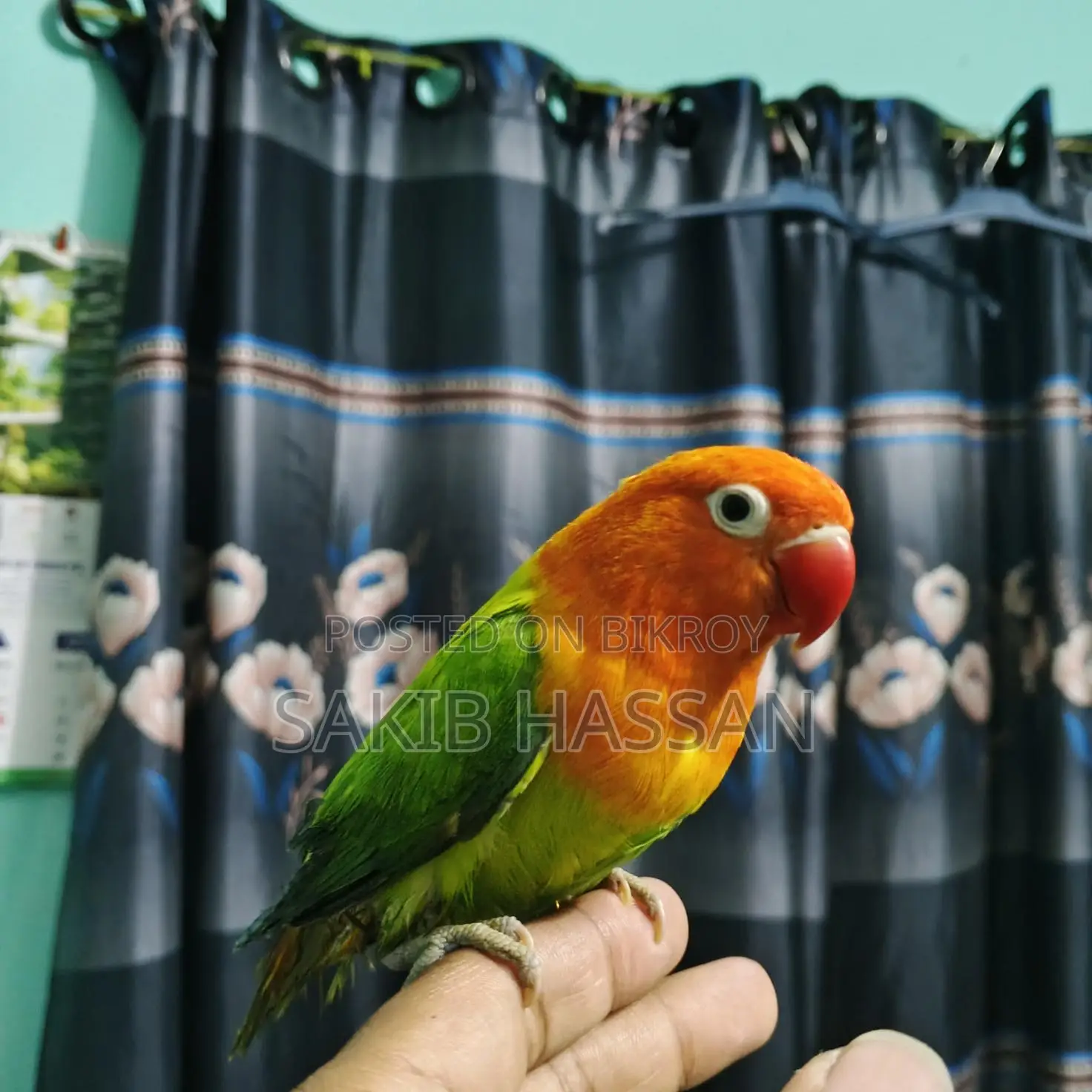 Love Bird Orange Pied (Rare Mutation) (Tame)