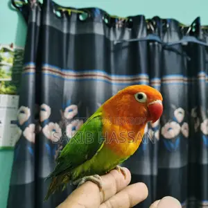 Love Bird Orange Pied (Rare Mutation) (Tame)