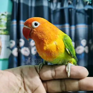 Love Bird Orange Pied (Rare Mutation) (Tame)