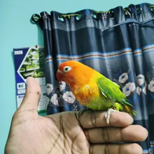 Love Bird Orange Pied (Rare Mutation) (Tame)