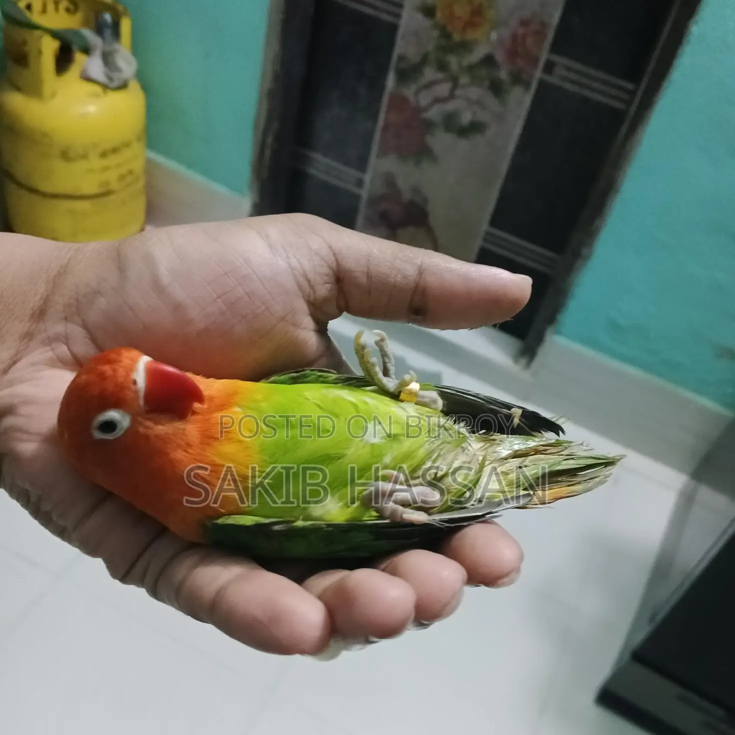 Love Bird Orange Pied (Rare Mutation) (Tame)