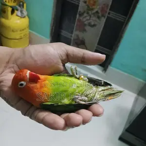 Love Bird Orange Pied (Rare Mutation) (Tame)