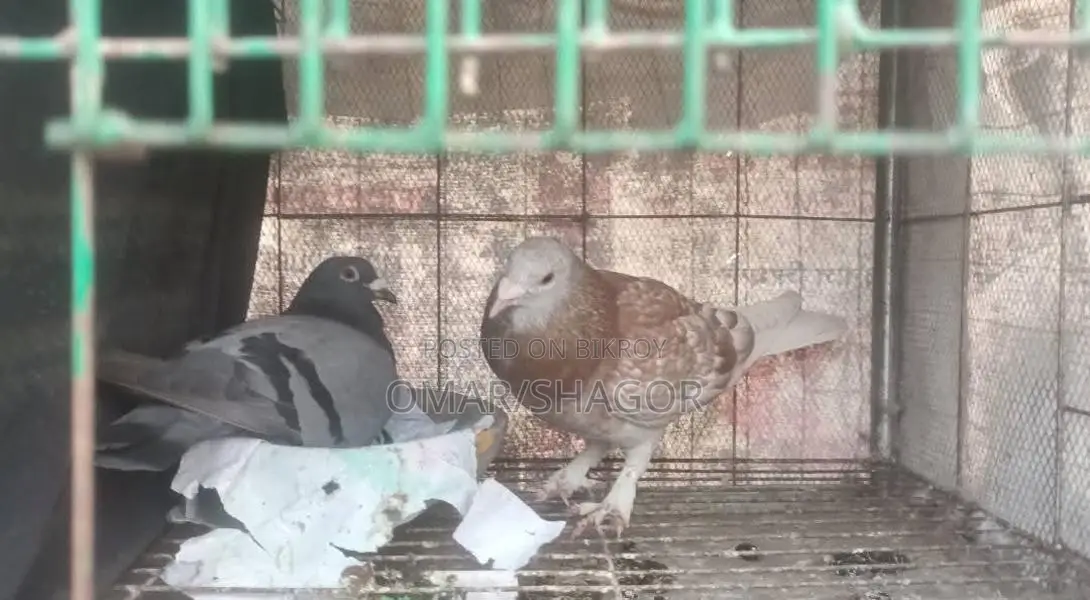 Pigeon Sale