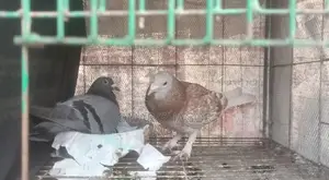 Pigeon Sale