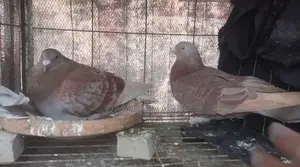 Pigeon Sale