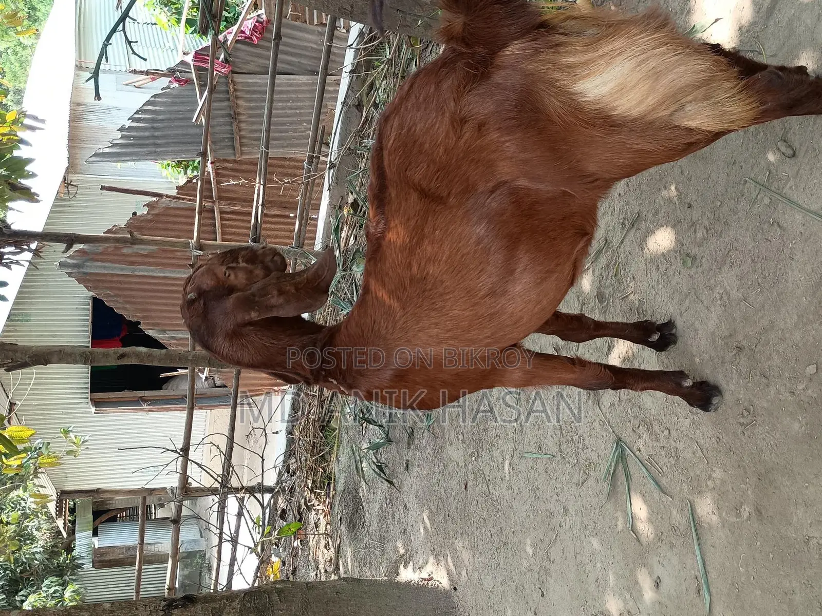 একটি খাশি ছাগল খুবই ভালো