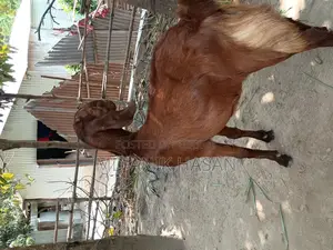 একটি খাশি ছাগল খুবই ভালো