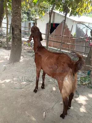 একটি খাশি ছাগল খুবই ভালো