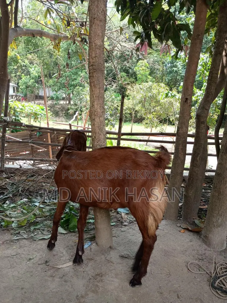 একটি খাশি ছাগল খুবই ভালো