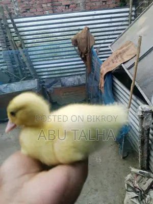 White Chinese Ducklings